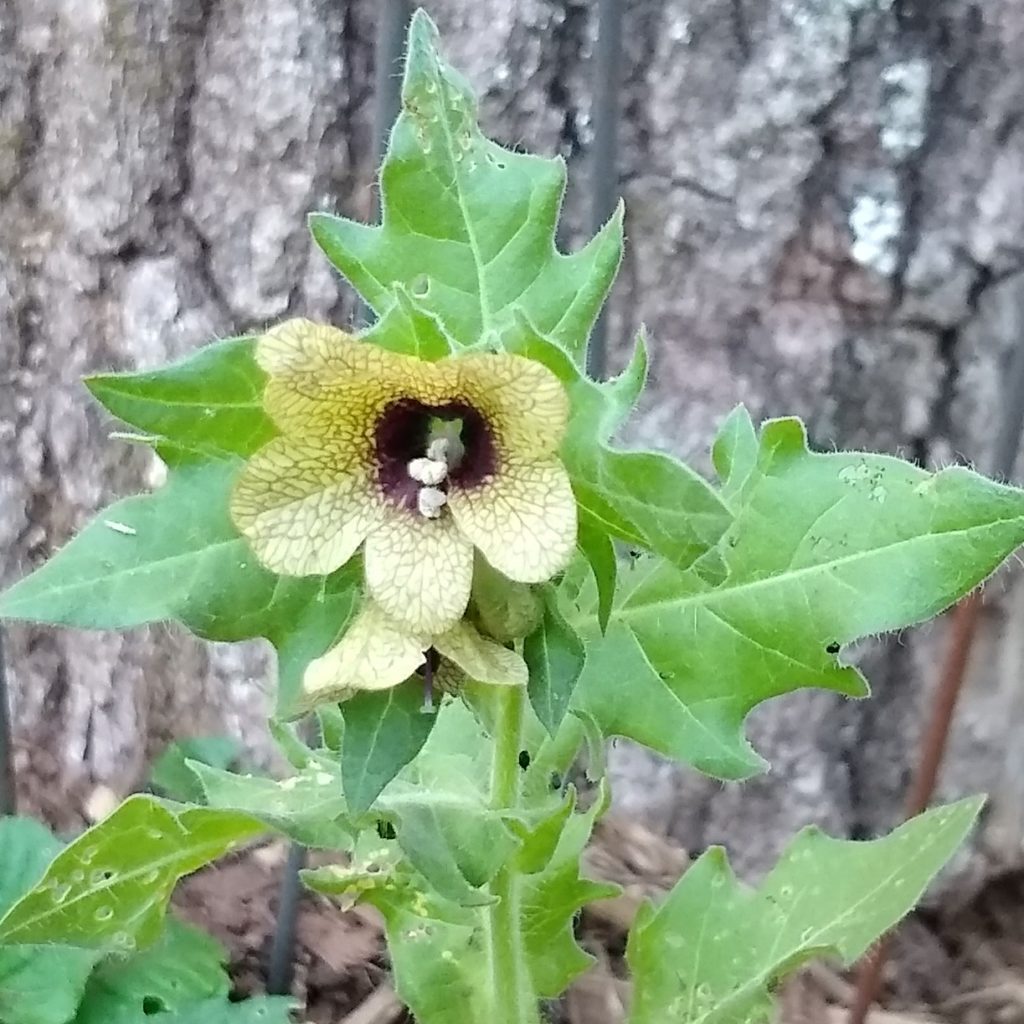 Hyoscyamus niger flower