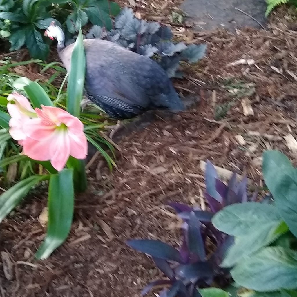 Royal purple guinea fowl runs through pink and purple plants