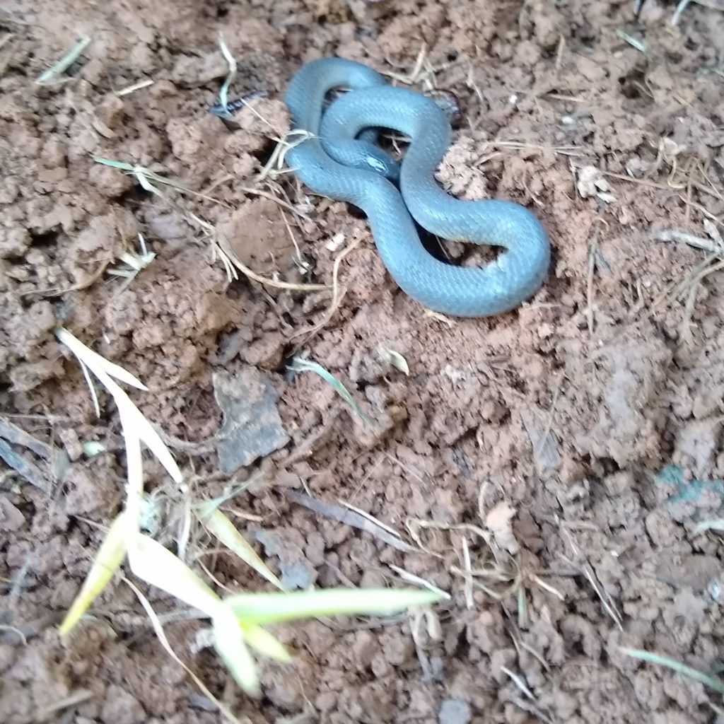 Very small snake on the ground